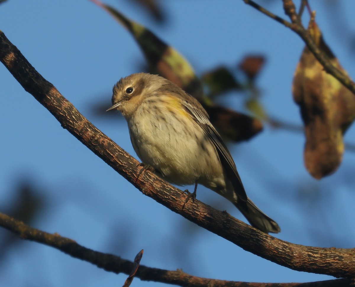 Yellow-rumped Warbler (Myrtle) - ML610100572
