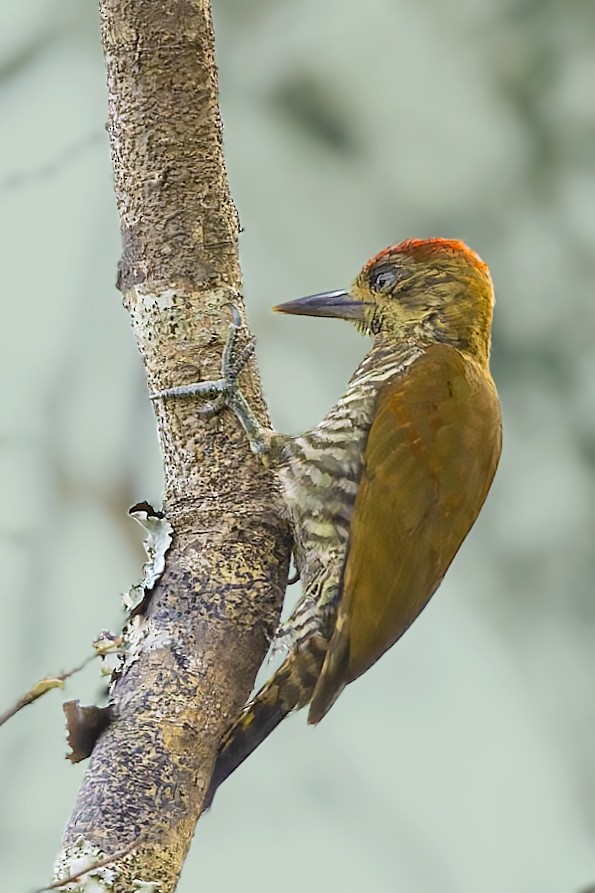 Red-stained Woodpecker - ML610100818