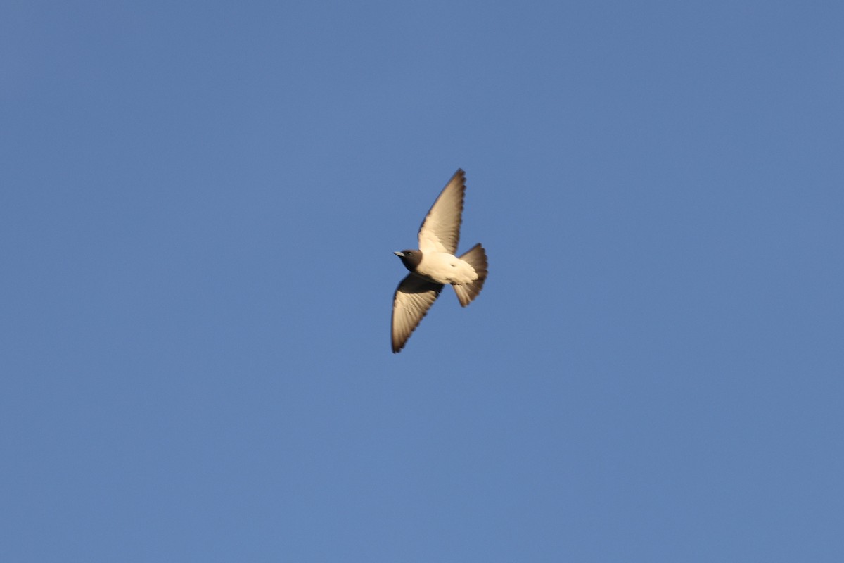 White-breasted Woodswallow - ML610100831