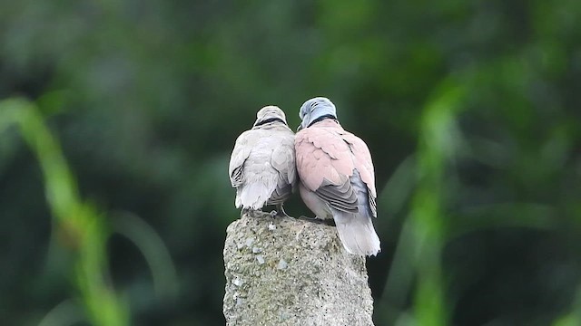Red Collared-Dove - ML610100863