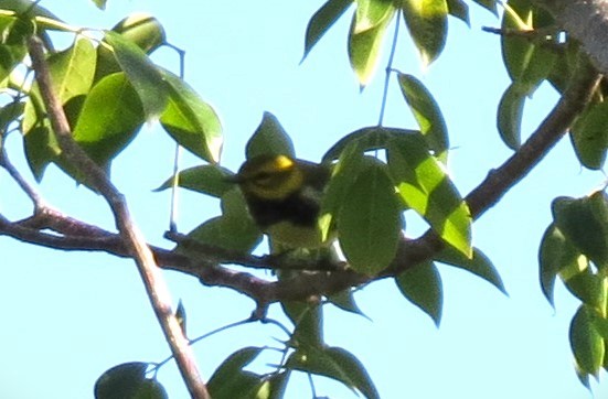 Black-throated Green Warbler - ML610100867