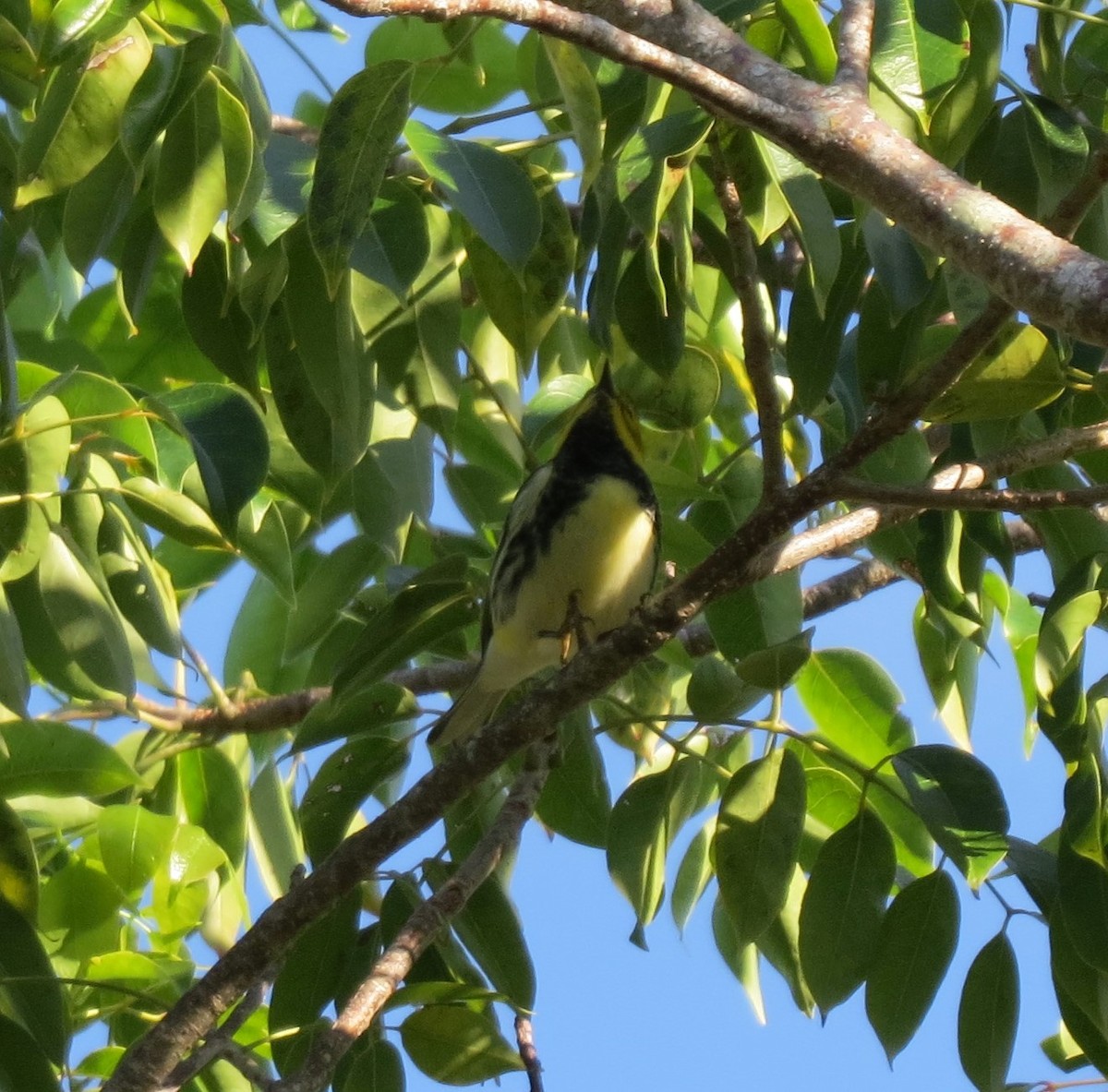 Black-throated Green Warbler - ML610100871
