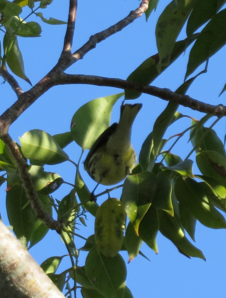 Black-throated Green Warbler - ML610100951