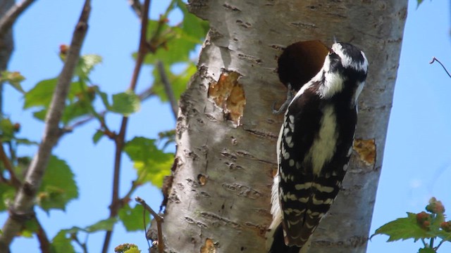 Downy Woodpecker - ML610100962