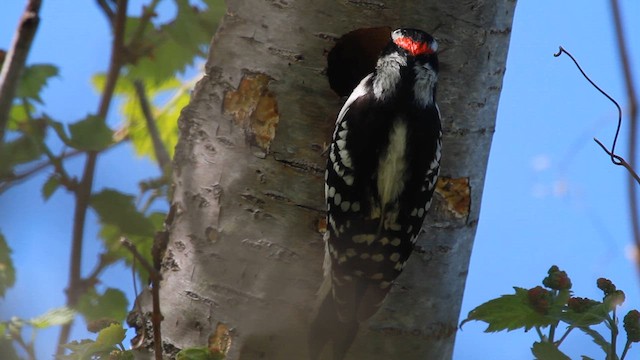 Downy Woodpecker - ML610101046