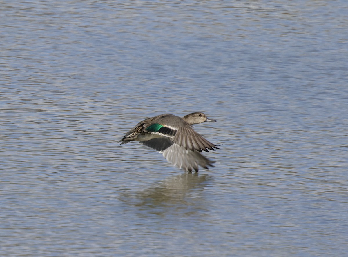Green-winged Teal - ML610101055