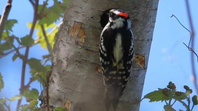 Downy Woodpecker - ML610101092