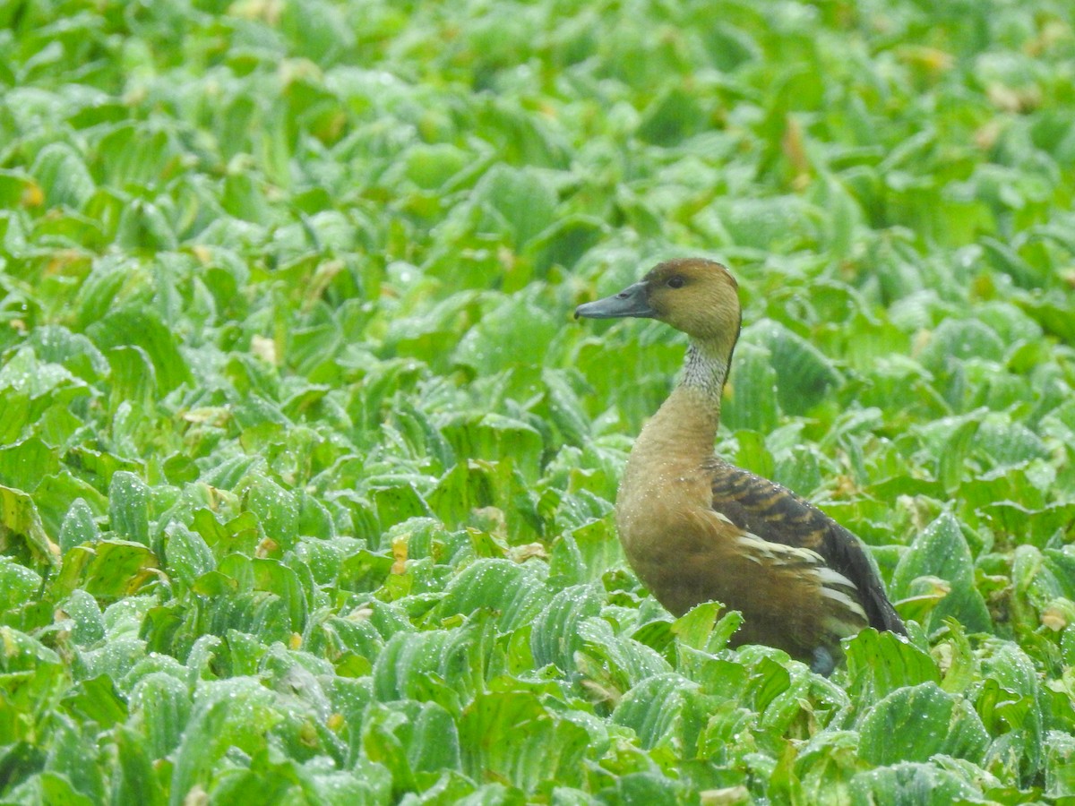 Fulvous Whistling-Duck - ML610101417