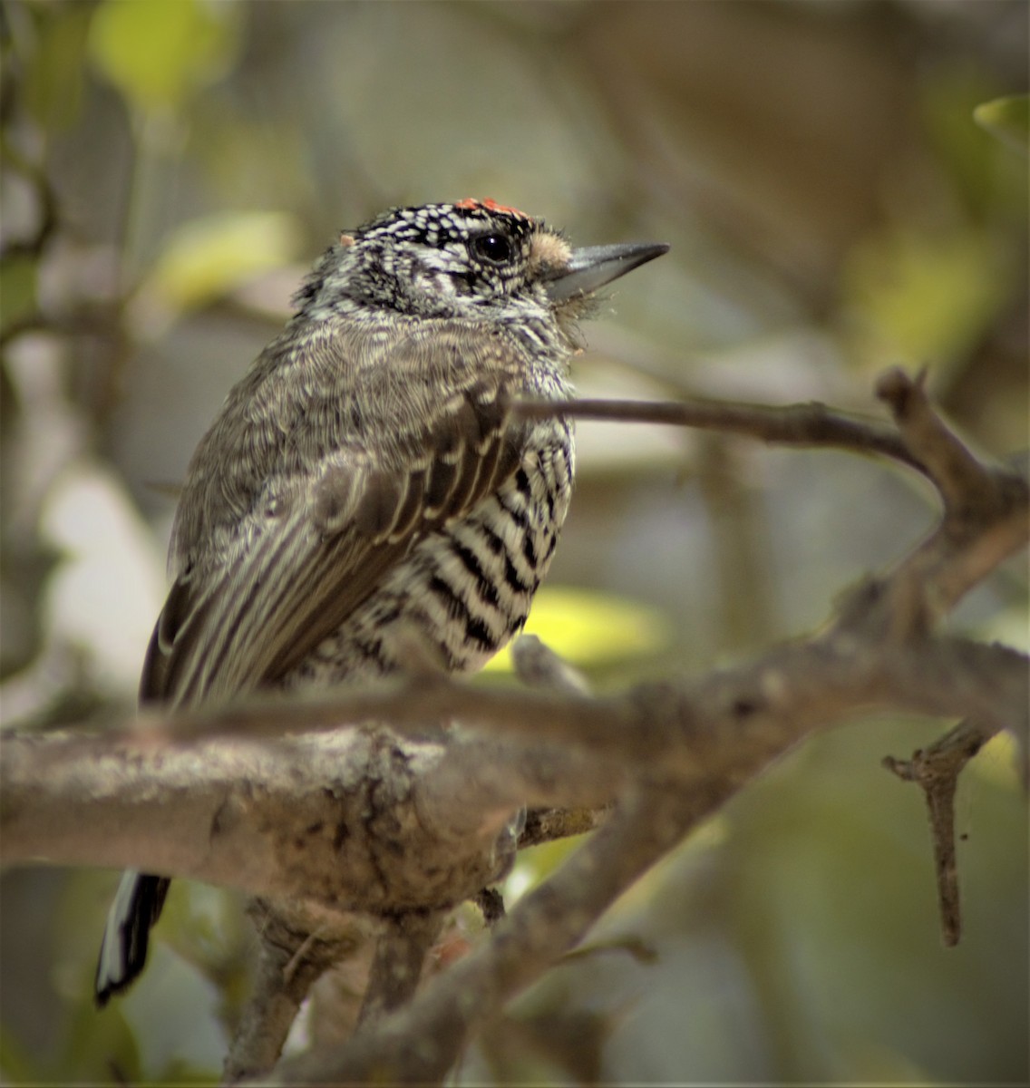 White-barred Piculet - ML610101550