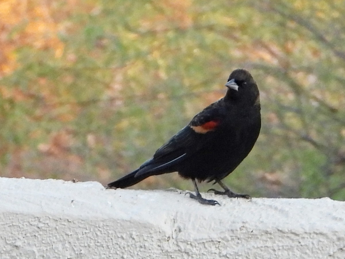 Red-winged Blackbird - ML610101974