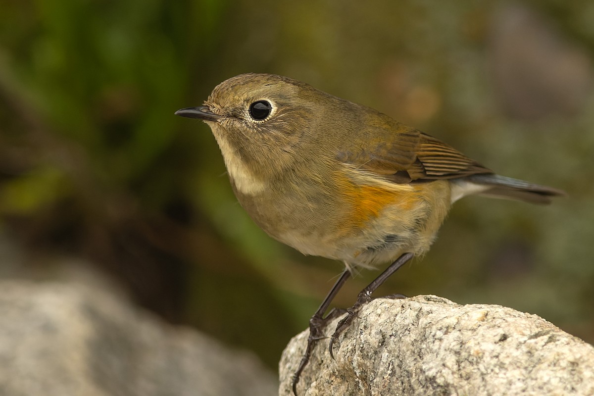 Red-flanked Bluetail - ML610102085