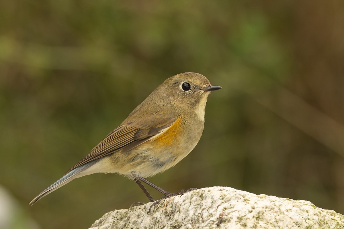 Red-flanked Bluetail - ML610102103