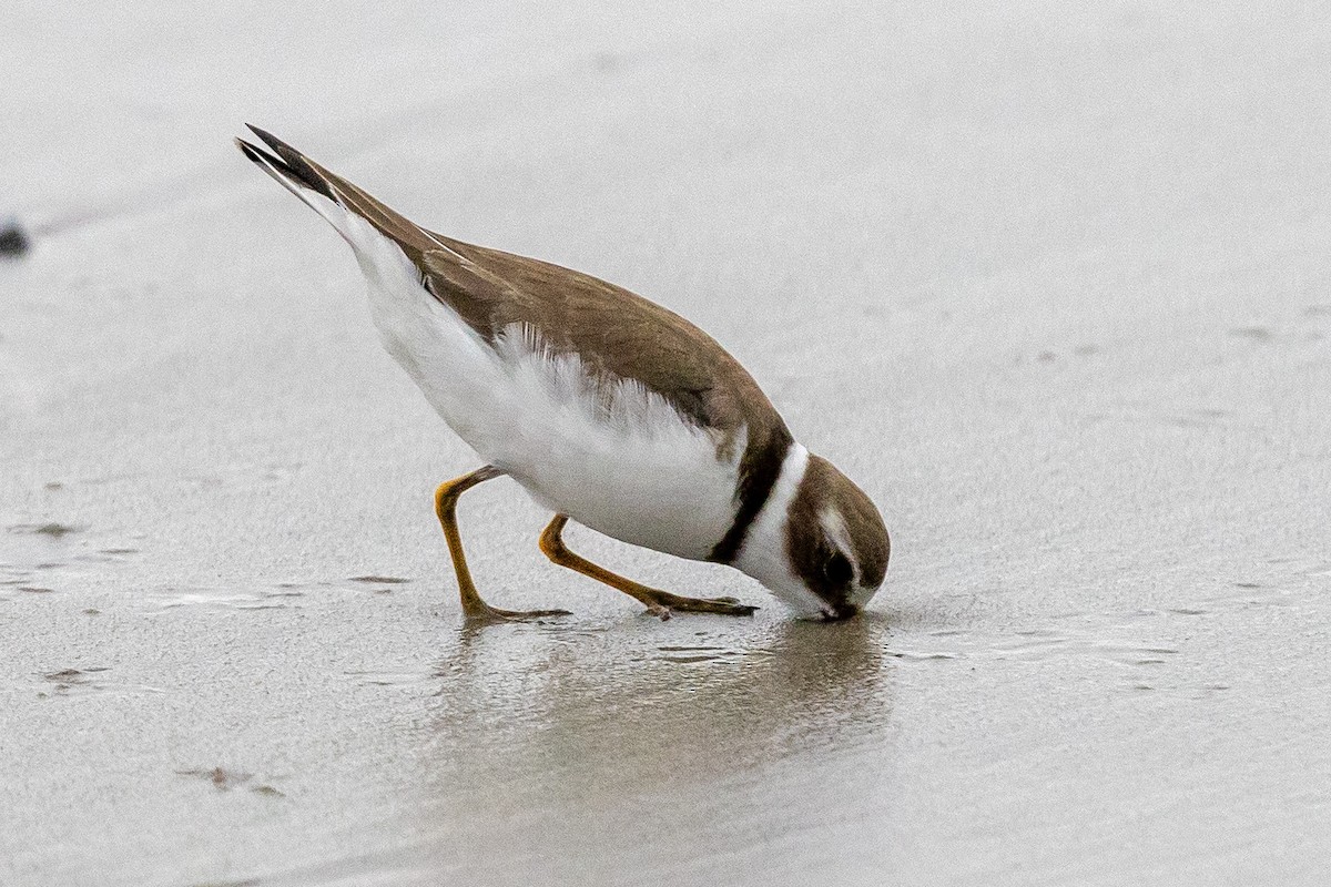 Semipalmated Plover - ML610102293