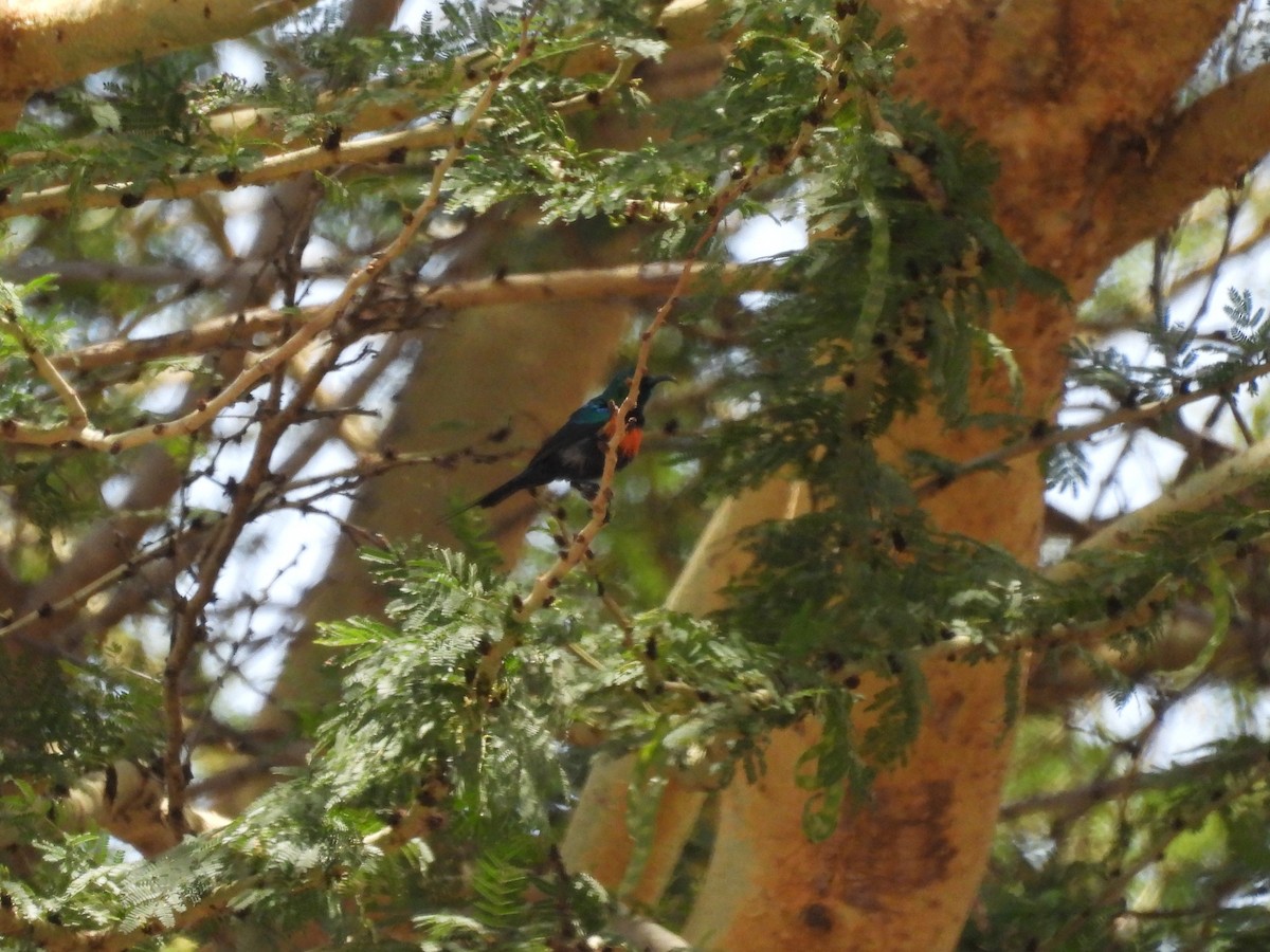 Black-bellied Sunbird - ML610102429
