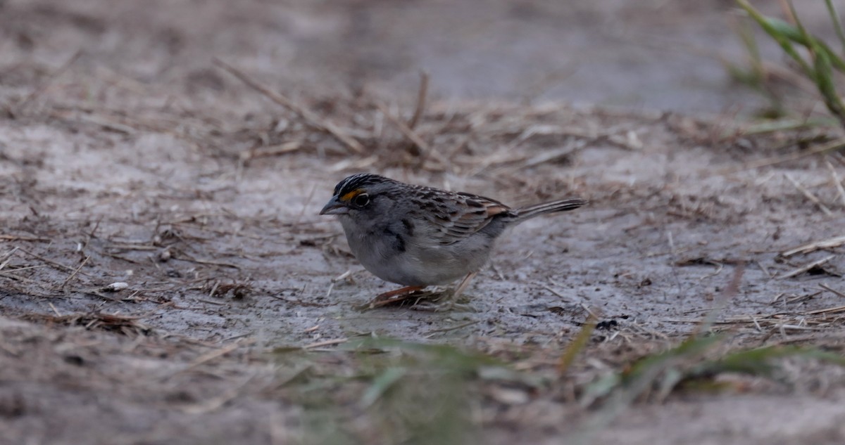 Grassland Sparrow - Bennett Hennessey