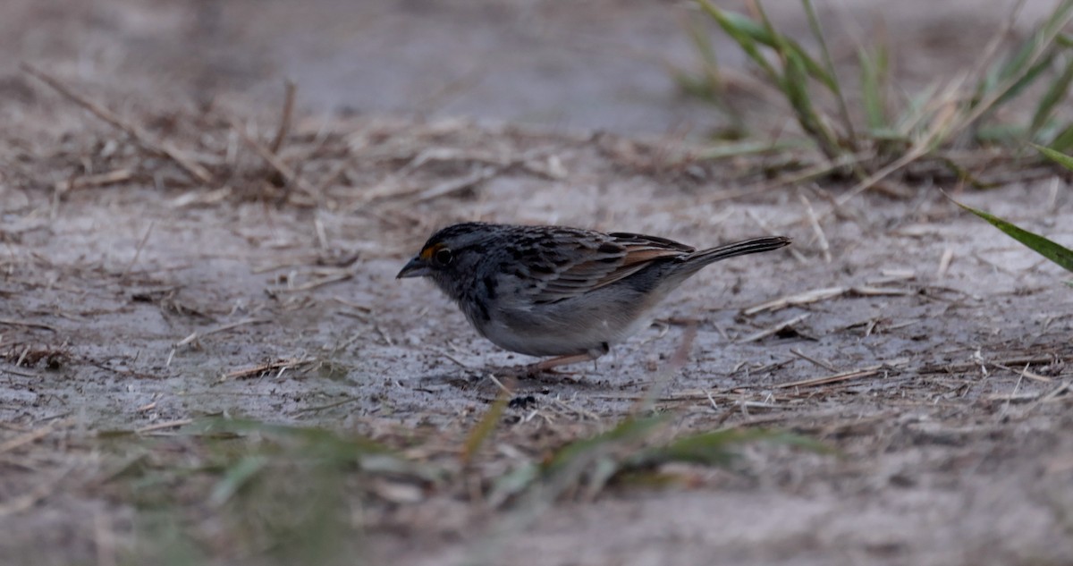 Grassland Sparrow - Bennett Hennessey