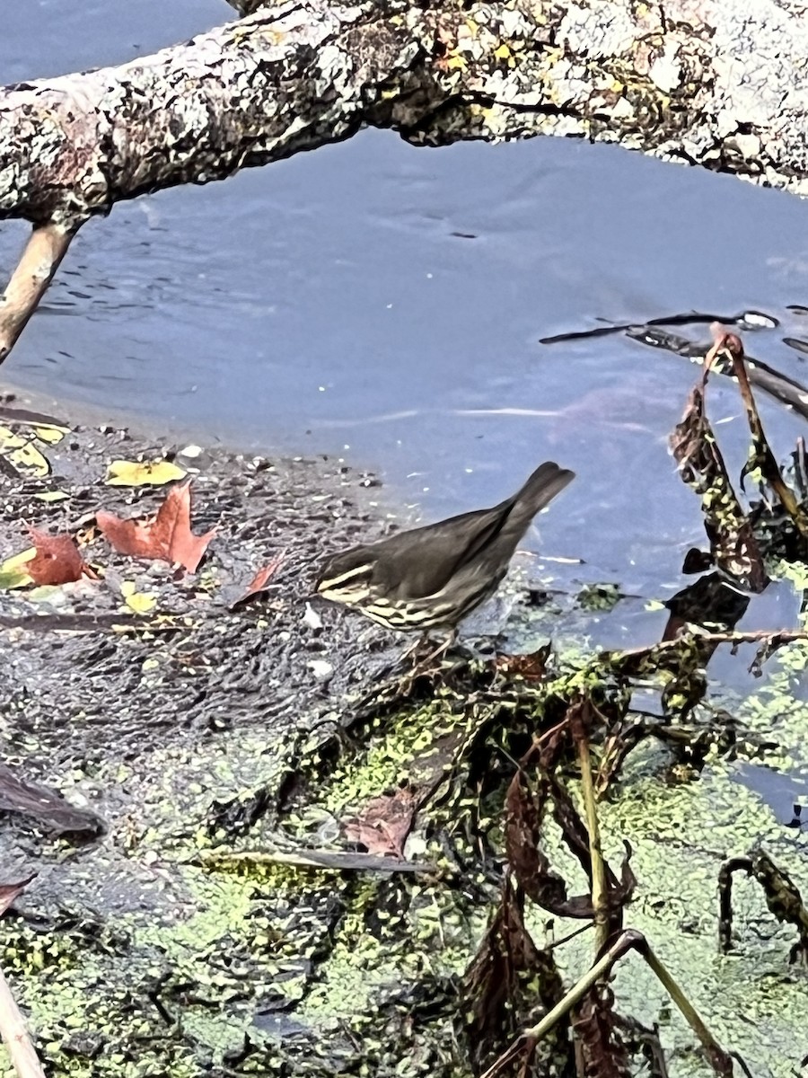 eBird Checklist 18 Oct 2023 Stu Visser Trails, Holland USMI 42.