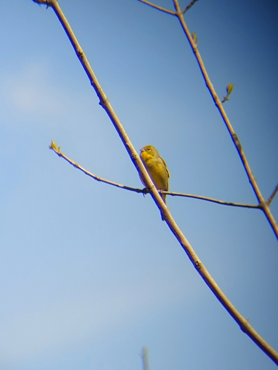 Grassland Yellow-Finch (Grassland) - ML610102591