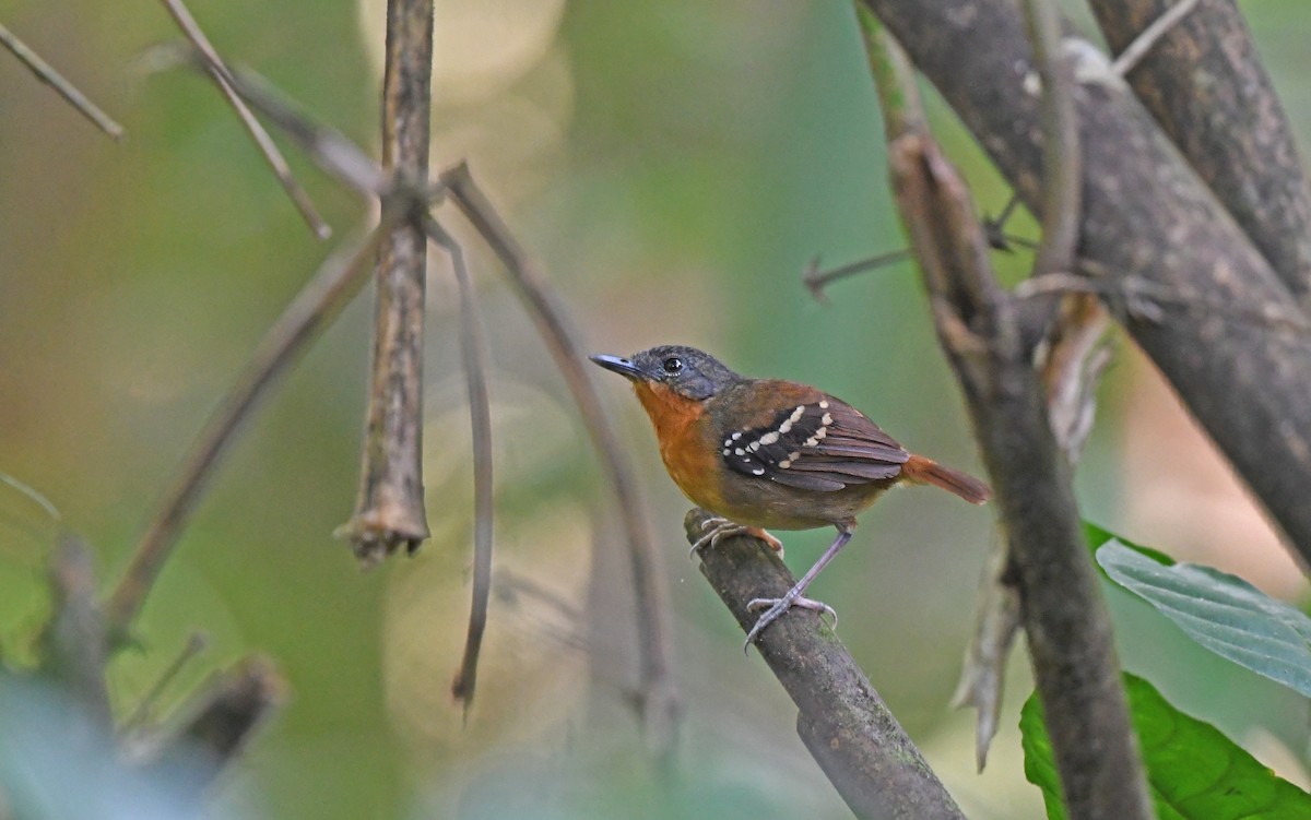 Chestnut-tailed Antbird (hemimelaena) - ML610102690