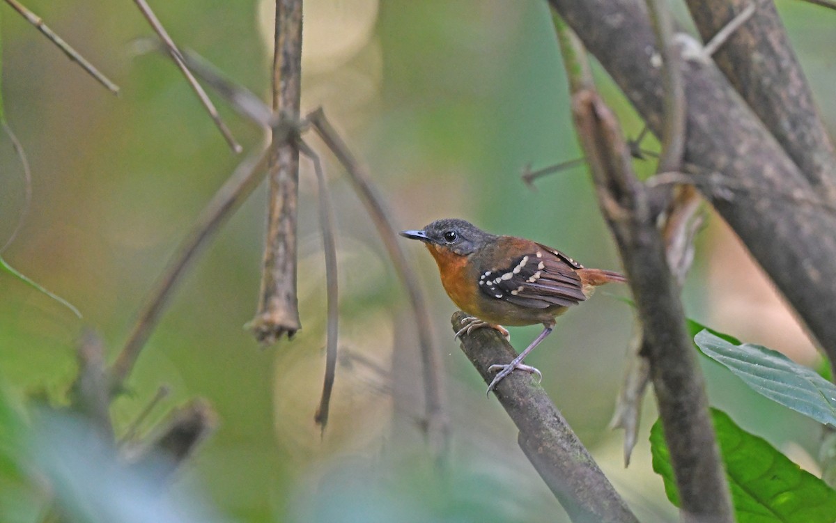 Chestnut-tailed Antbird (hemimelaena) - ML610102691