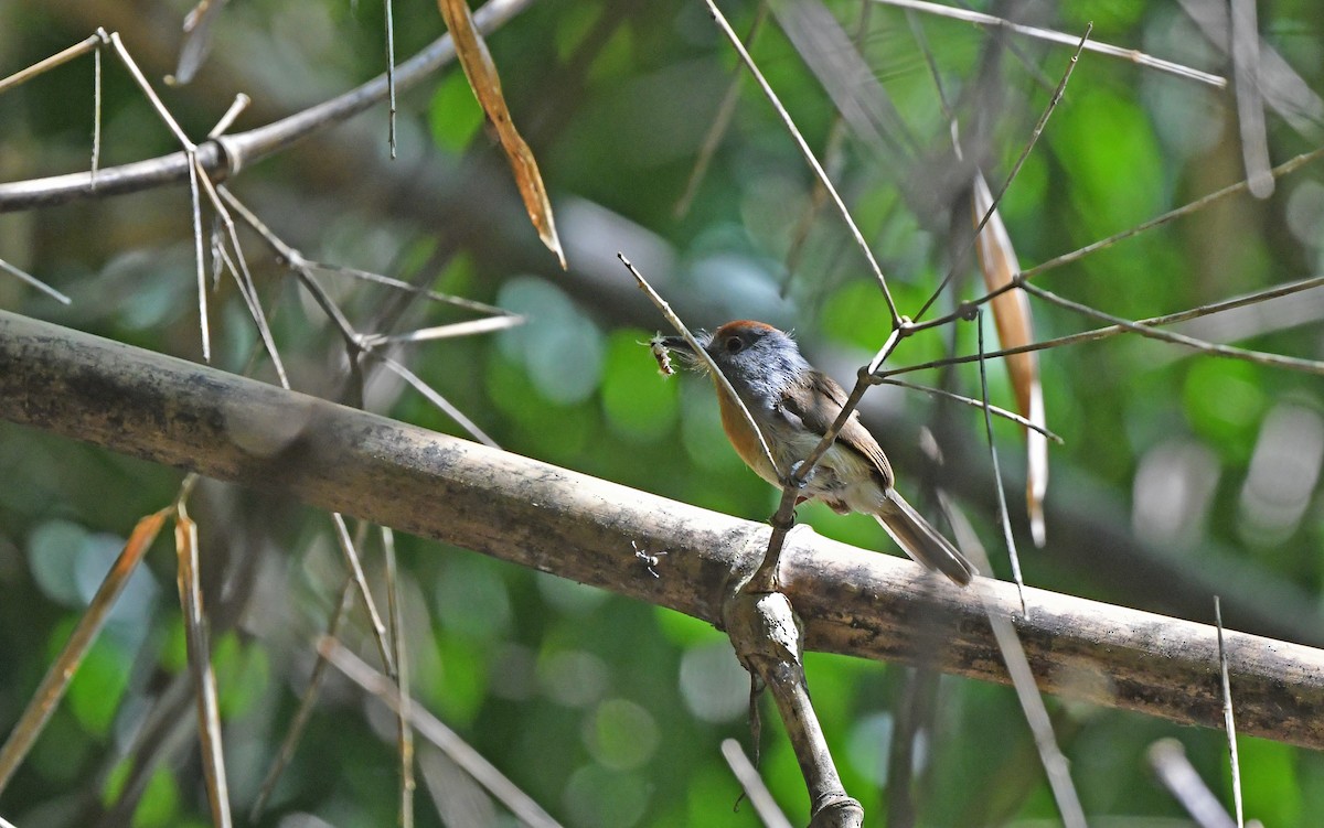Rufous-capped Nunlet - ML610102735