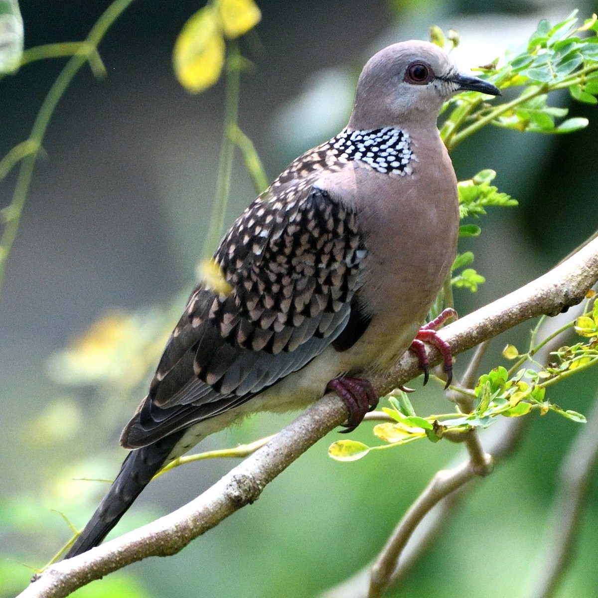 Spotted Dove - ML610102936