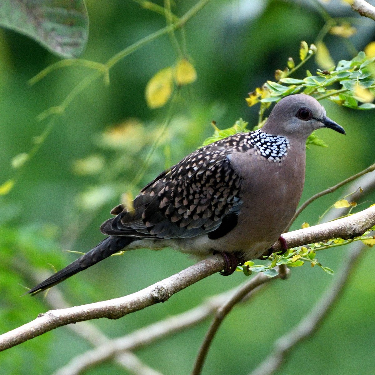Spotted Dove - ML610102937