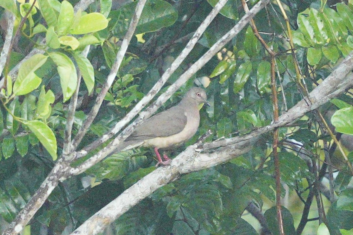 White-tipped Dove (brasiliensis Group) - ML610103011