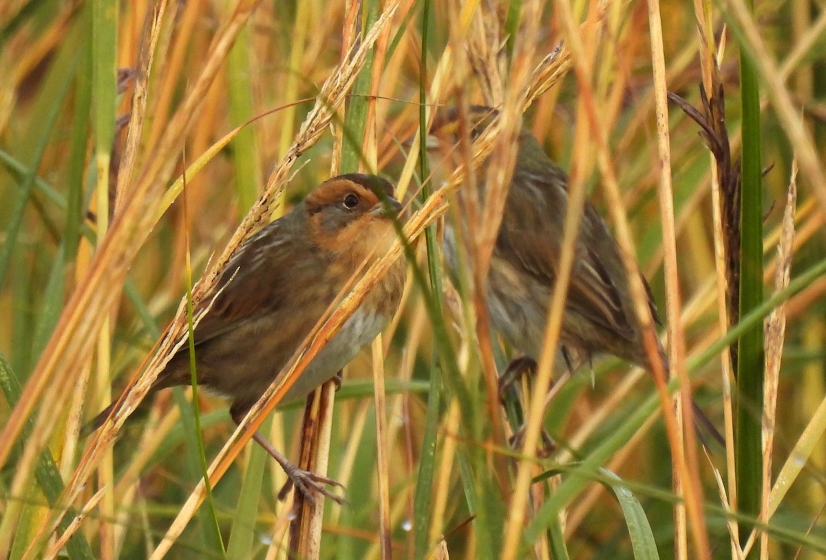 Nelson's Sparrow - Carol Baird Molander