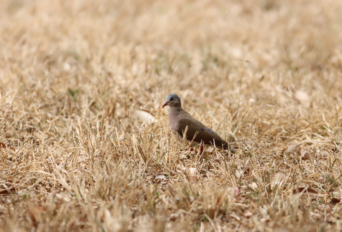 Blue-spotted Wood-Dove - ML610104167