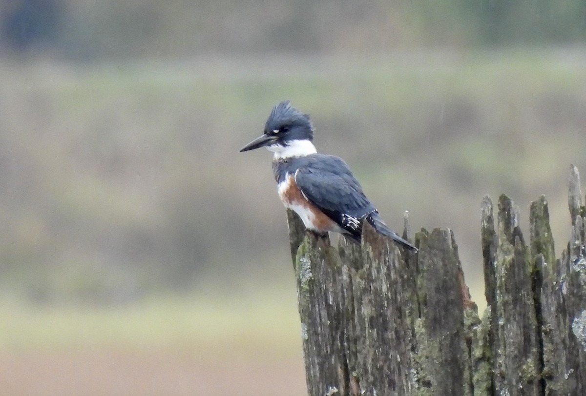 Belted Kingfisher - ML610104187