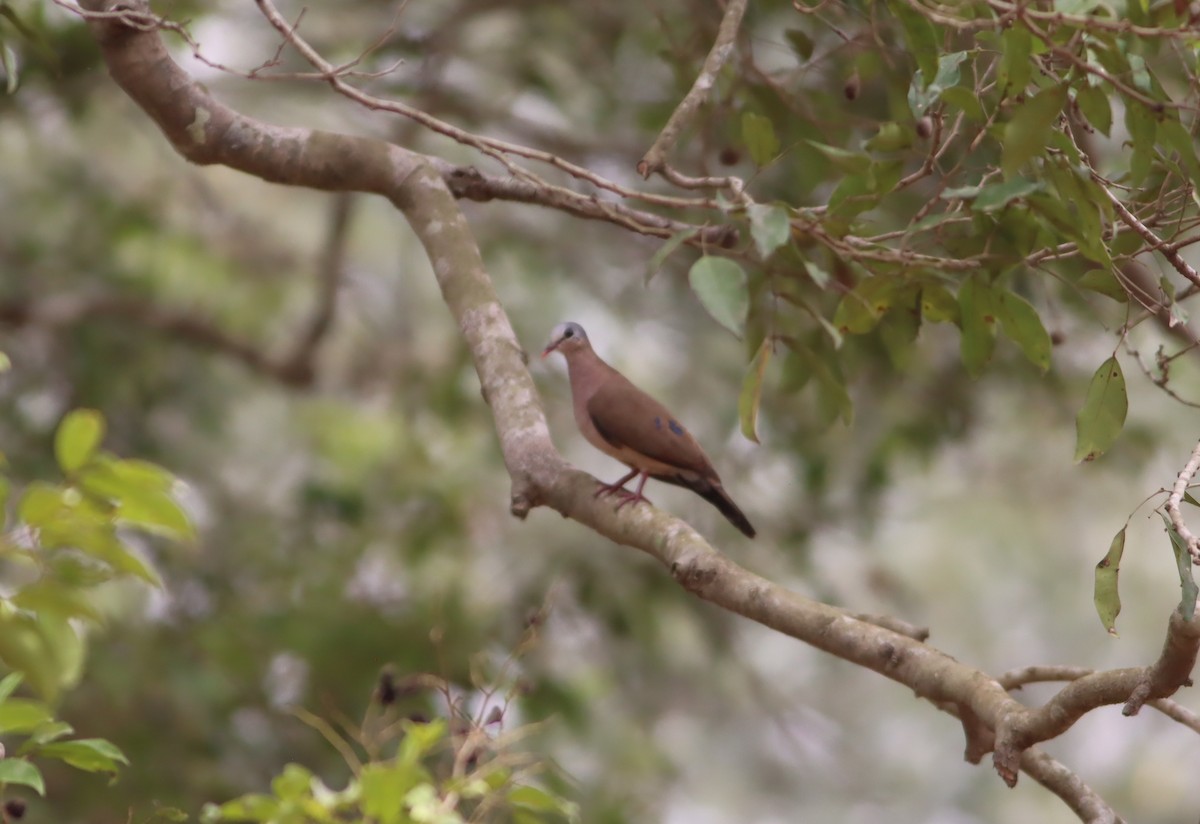 Blue-spotted Wood-Dove - ML610104227