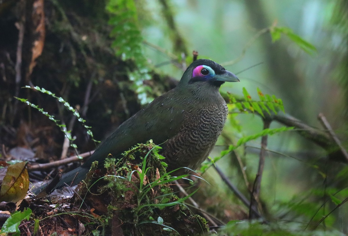 Sumatran Ground-Cuckoo - ML610104504