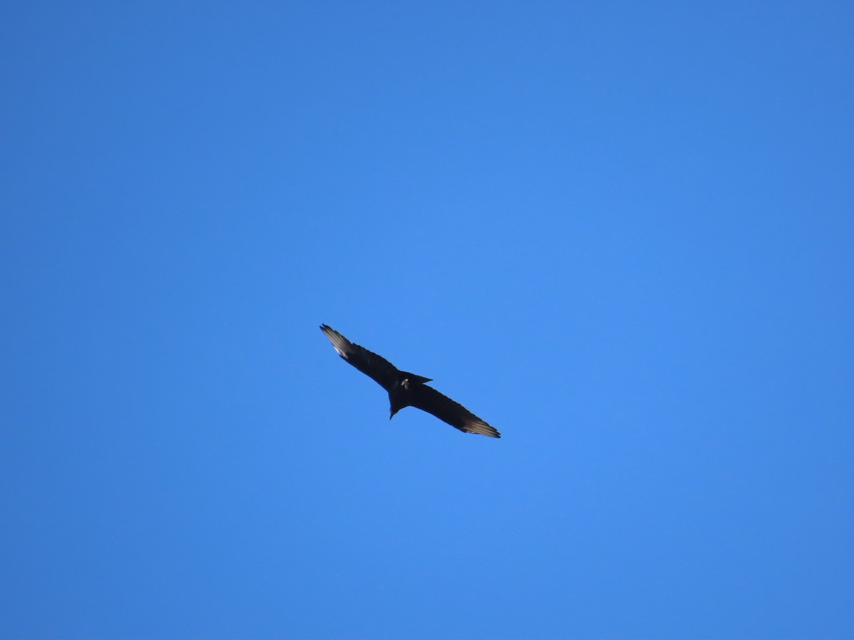Black Vulture - ML610104516