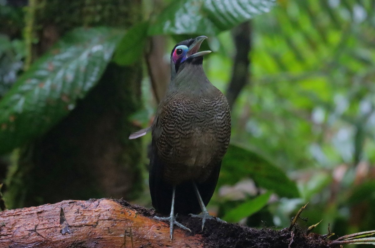 Sumatran Ground-Cuckoo - Wayne Paes
