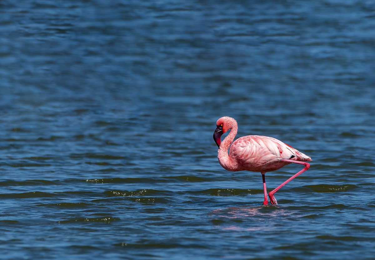 Lesser Flamingo - ML610104814