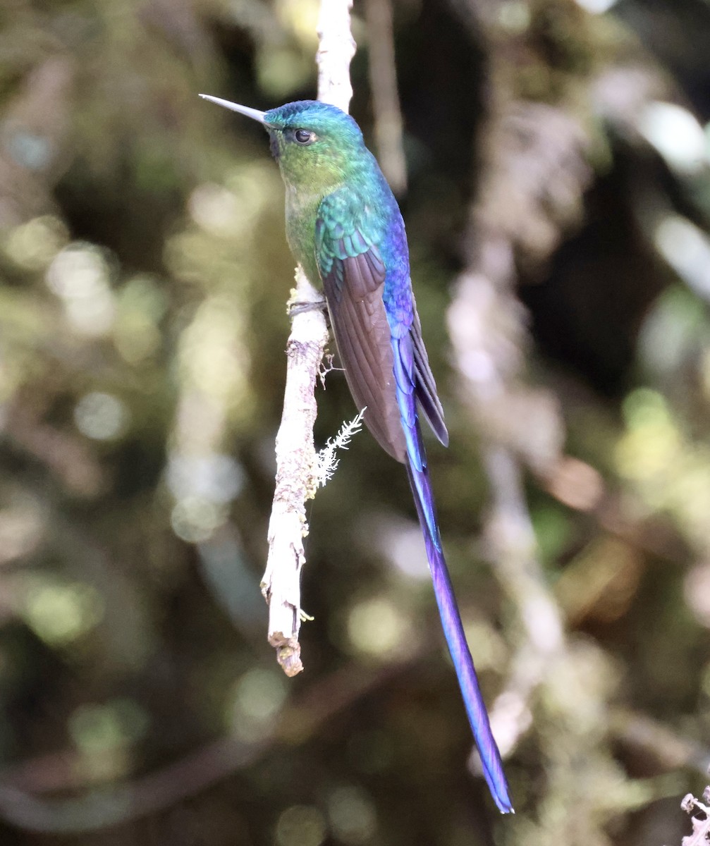 Violet-tailed Sylph - ML610105065