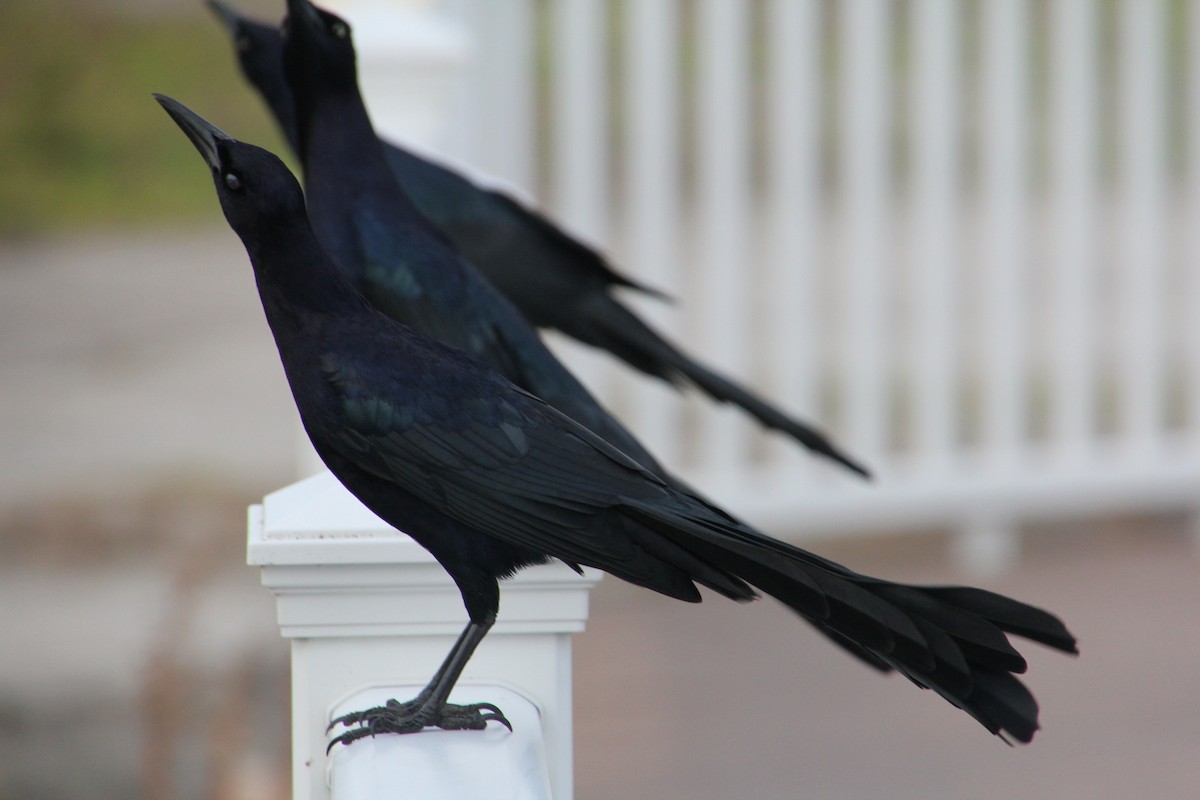 Great-tailed Grackle - ML61010571