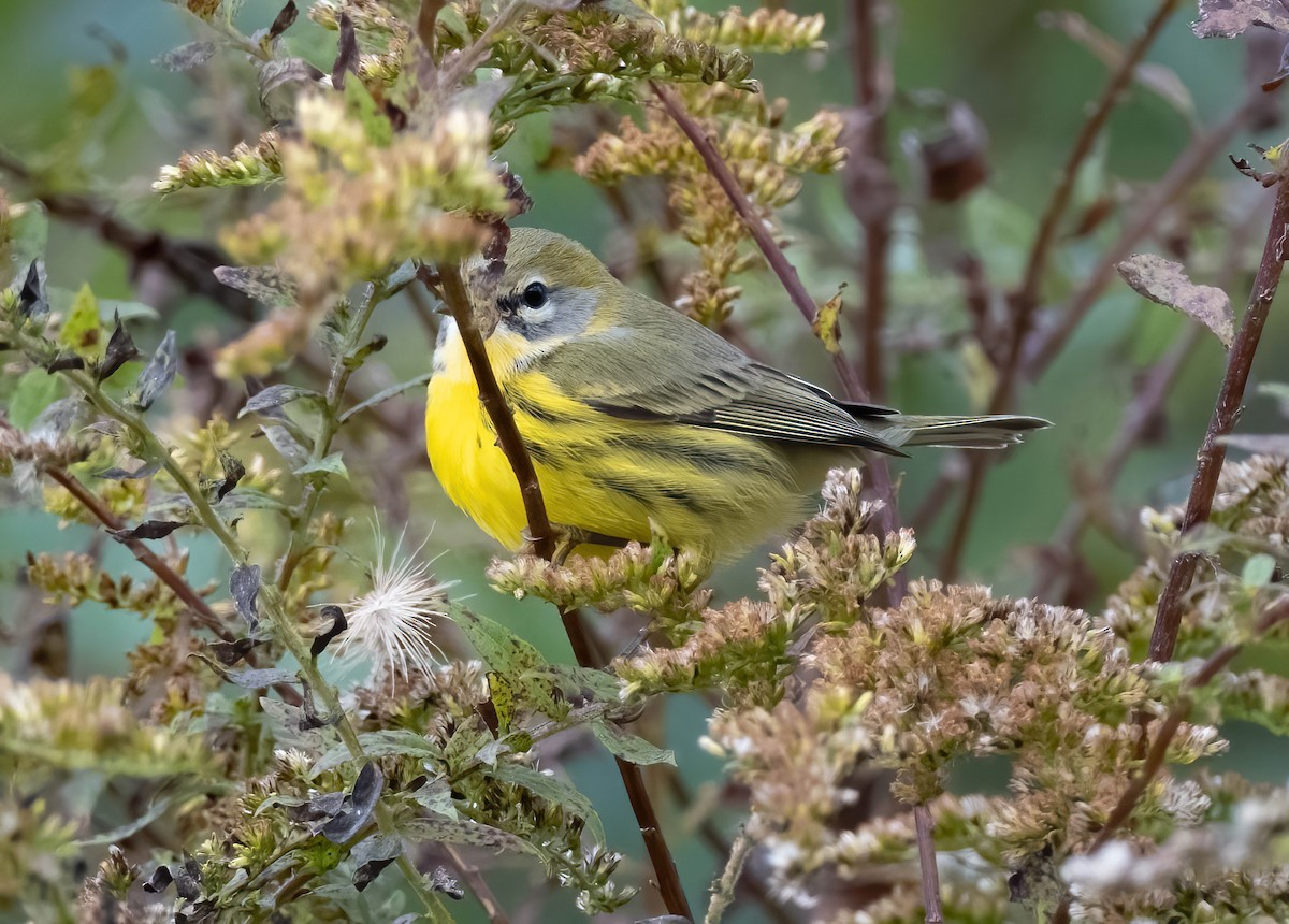 eBird Checklist 18 Oct 2023 South Kingstown Land Trust 32 species