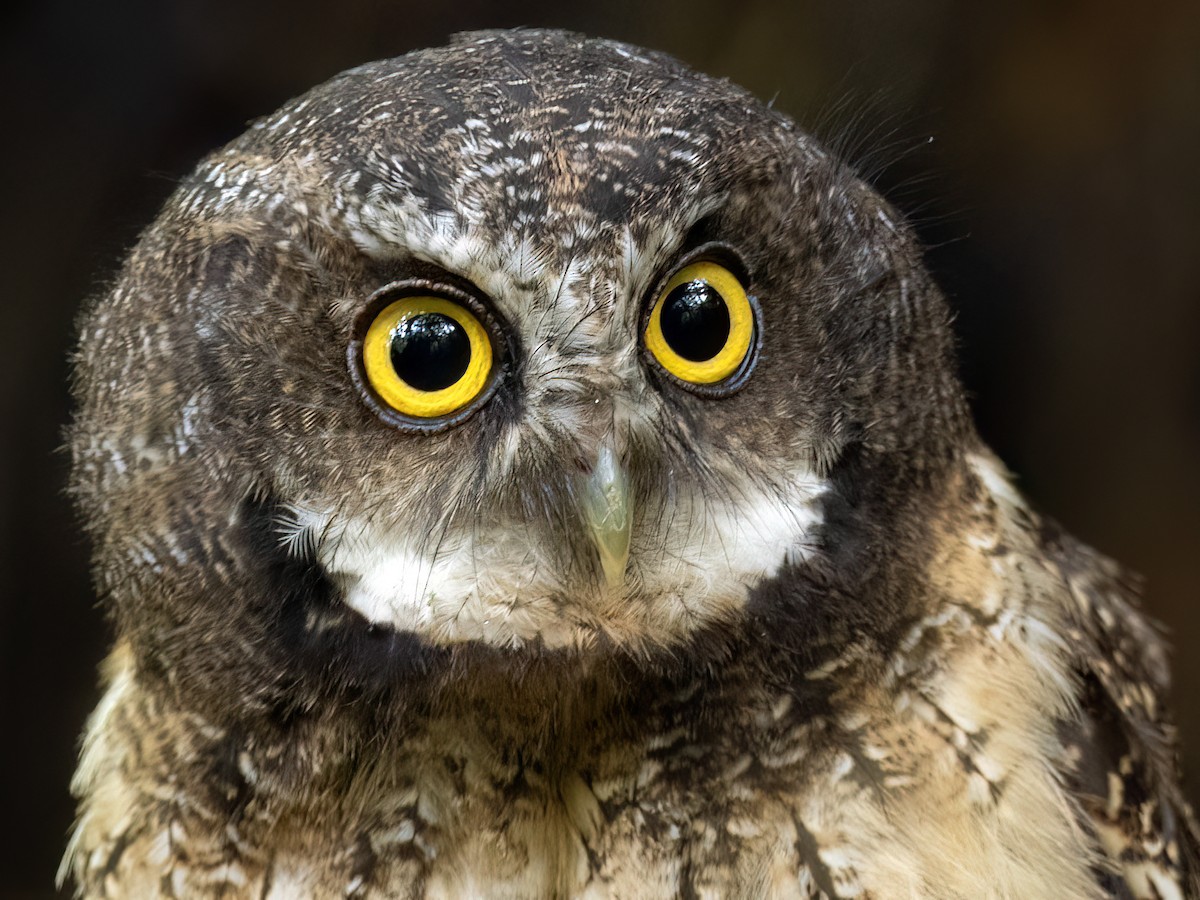 White-throated Screech-Owl - Andres Vasquez Noboa