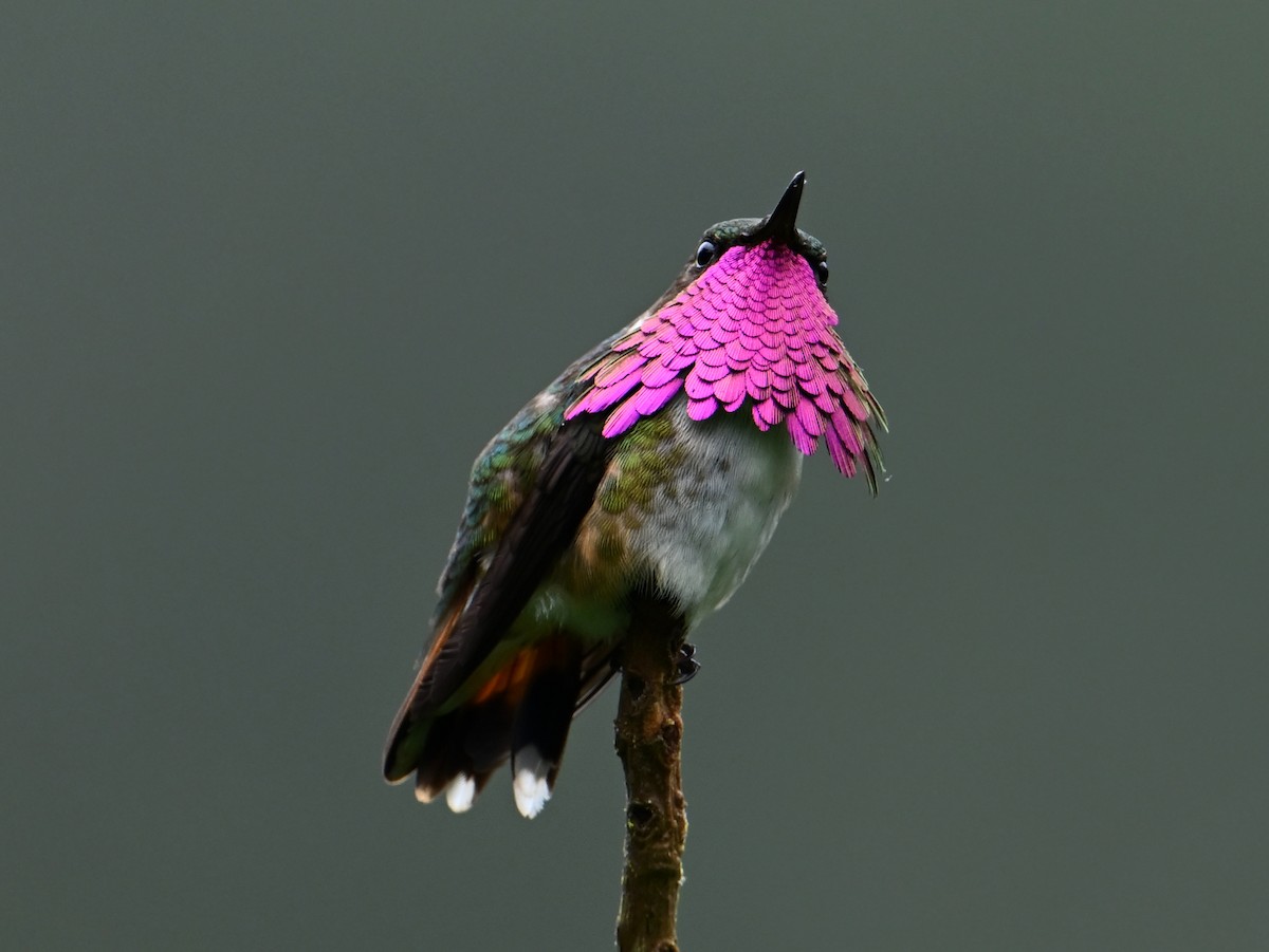 Wine-throated Hummingbird - ML610105941
