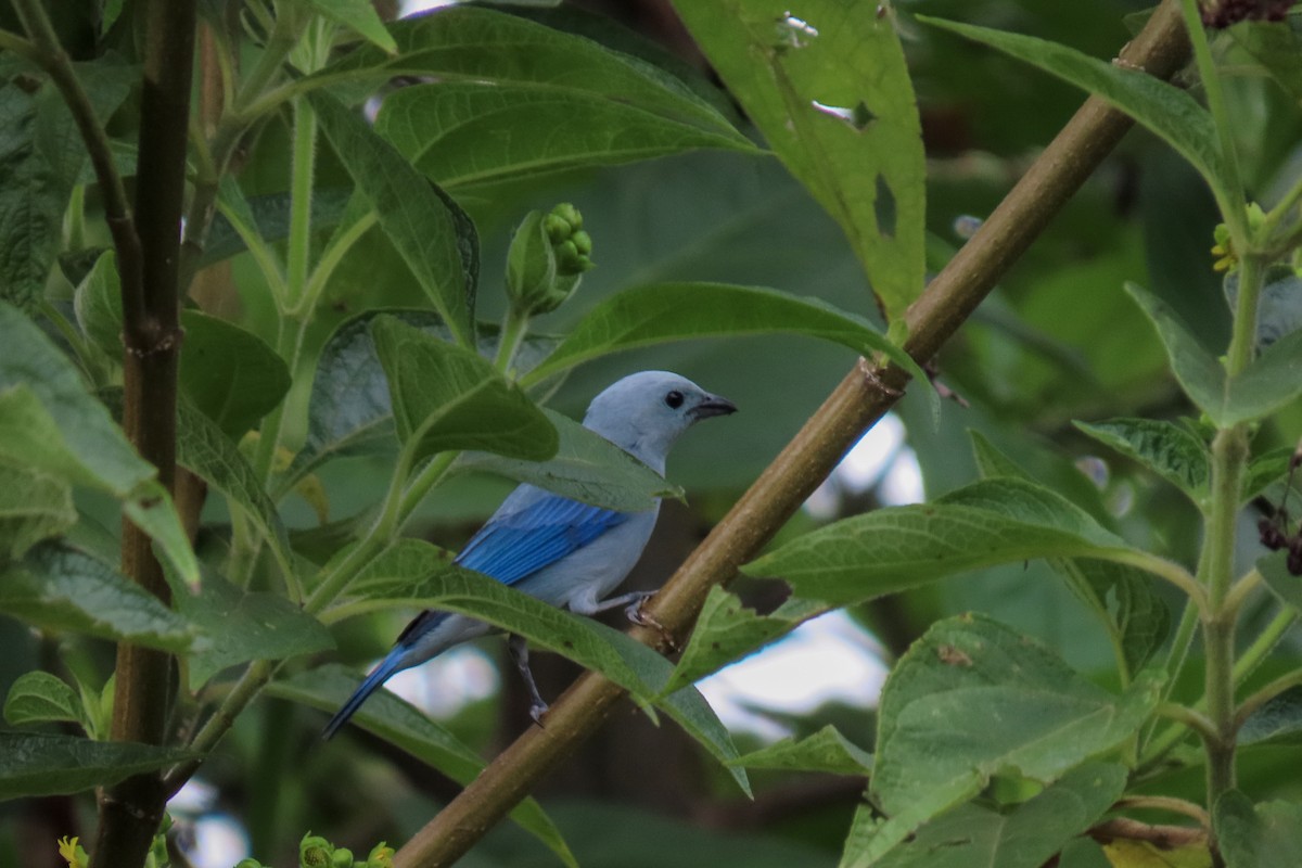 Blue-gray Tanager - ML610106047
