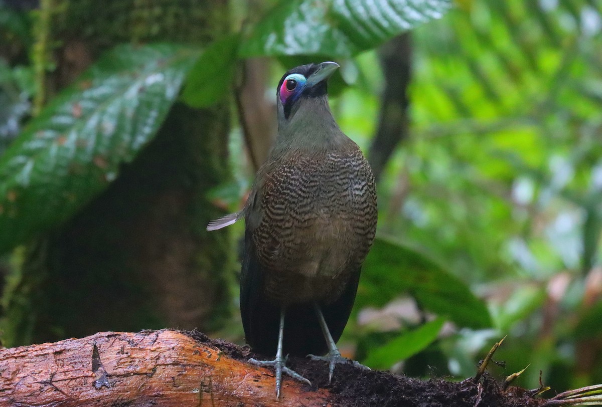 Sumatran Ground-Cuckoo - ML610106079