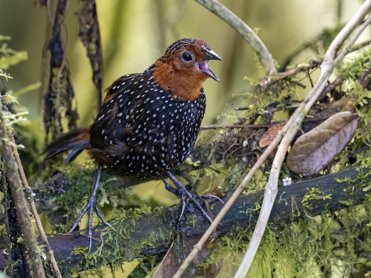 Ocellated Tapaculo - ML610106172