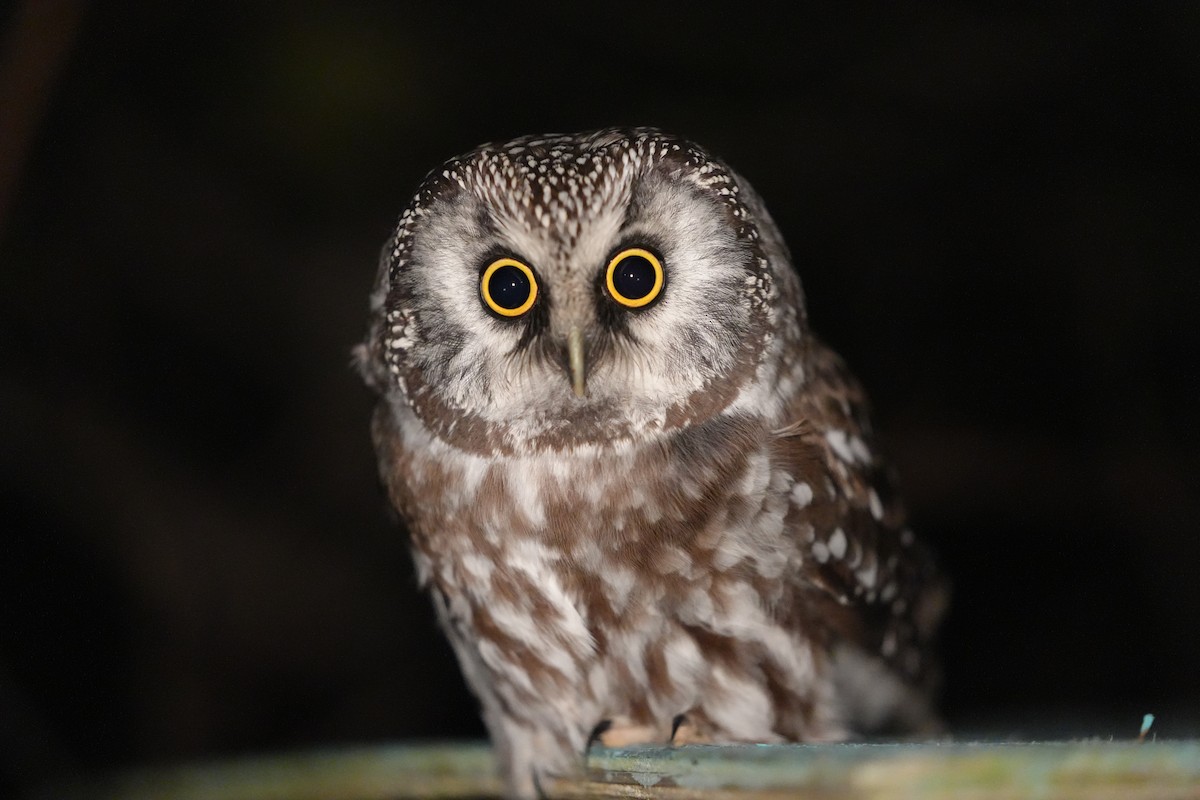 eBird Checklist 17 Oct 2023 Observatoire d'oiseaux de Tadoussac