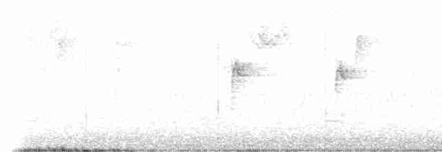 Белогорлая зонотрихия - ML610107518