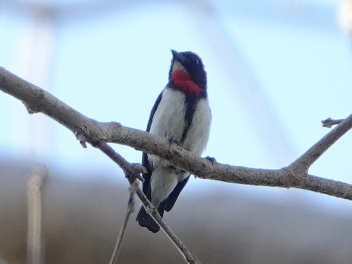 Red-chested Flowerpecker - ML610107528