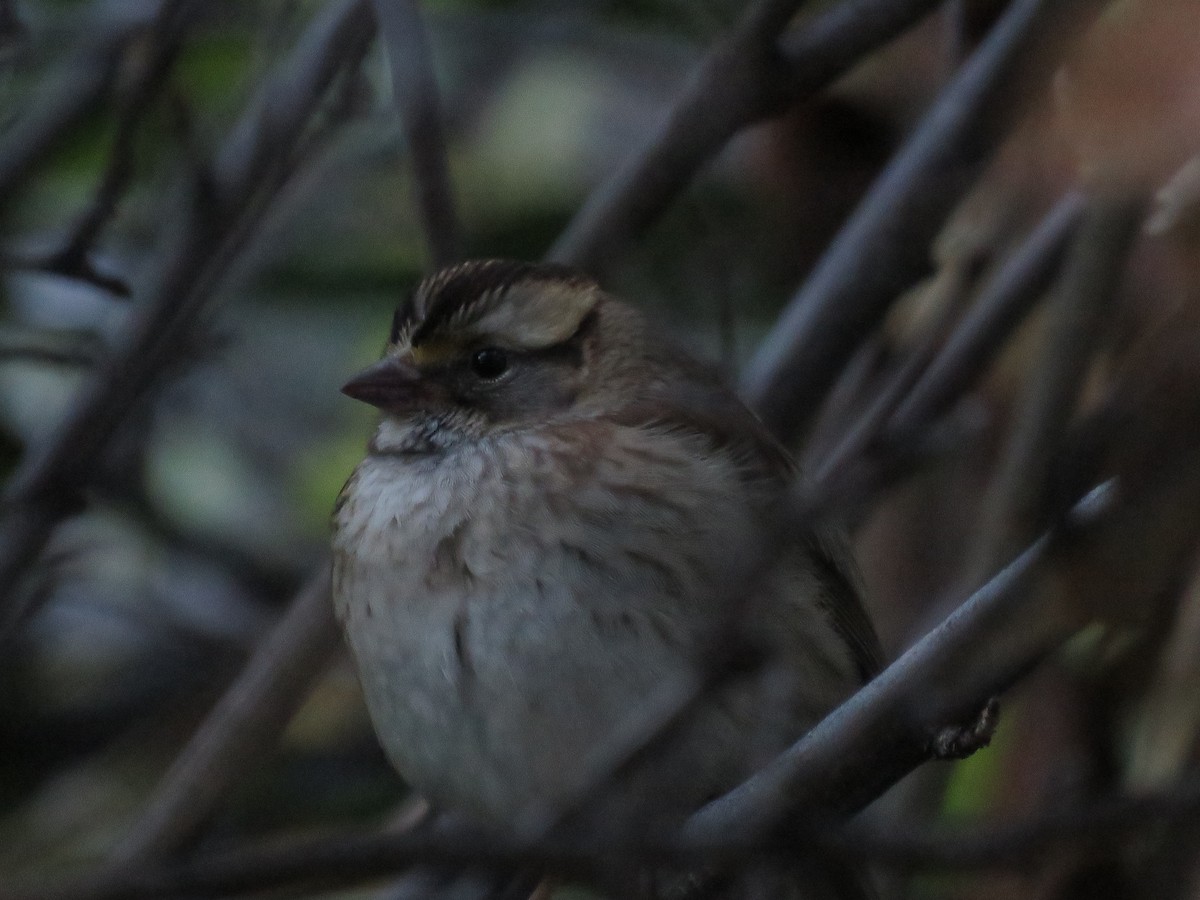 White-throated Sparrow - ML610107670