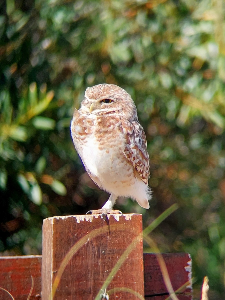 Burrowing Owl - ML610107855