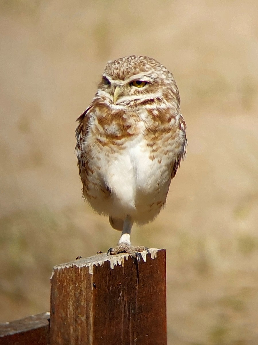 Burrowing Owl - ML610107856